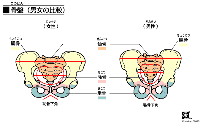 _ސ쌧`s̐̂̍Ղ̒j