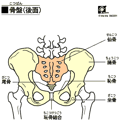 骨盤イメージ